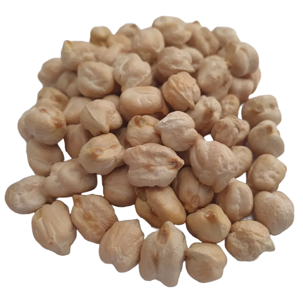 Kacang Kuda